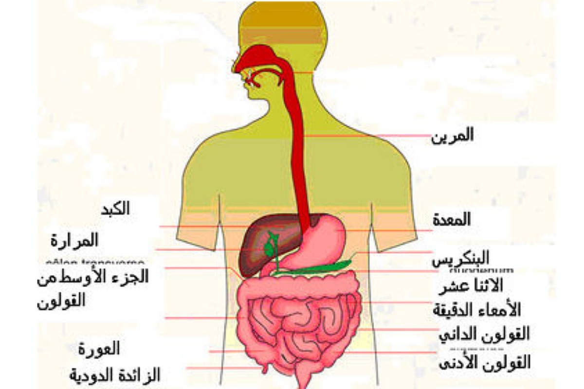 آلام المعدة