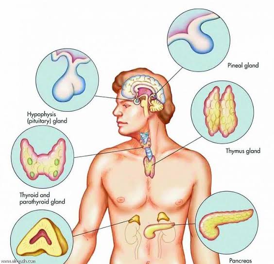 الغدد الصماء فى الجسم
