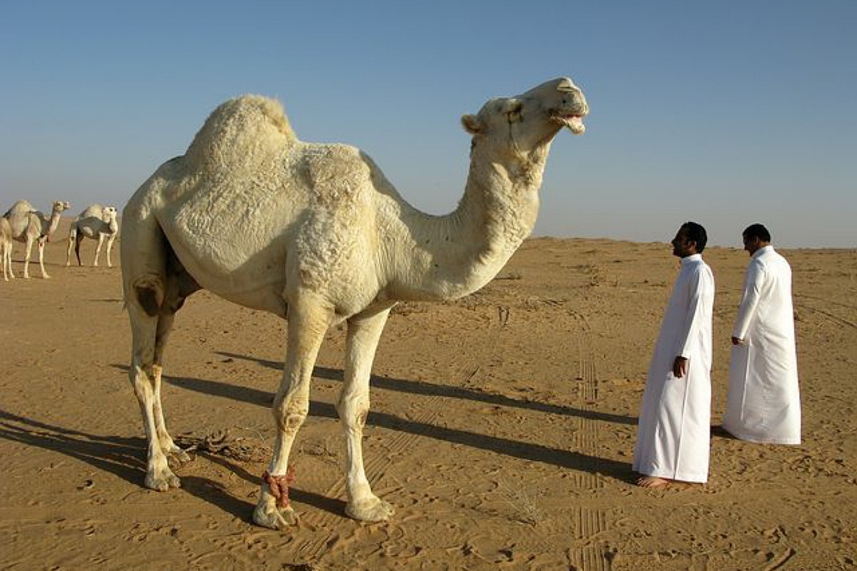 معلومات عن الجمل وحقائق ممتعة لا نعرفها عن الإبل مقالات منصة القارئ العربى