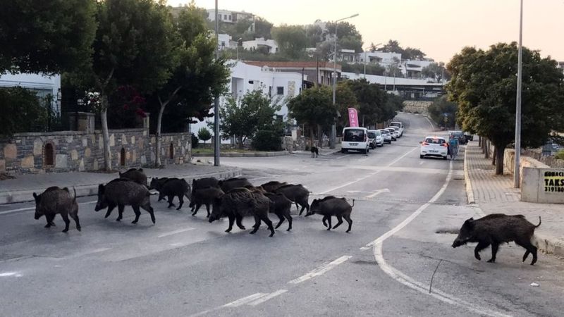 عجائب و غرائب الحيوانات : خنازير برية في برشلونة