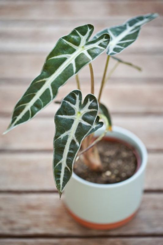 نبات ألوكاسيا Alocasia