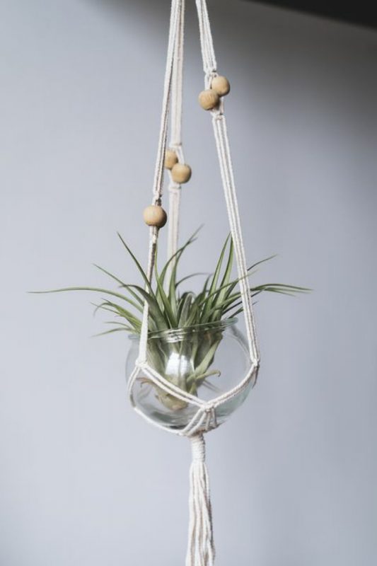 نباتات الهواء Air Plant