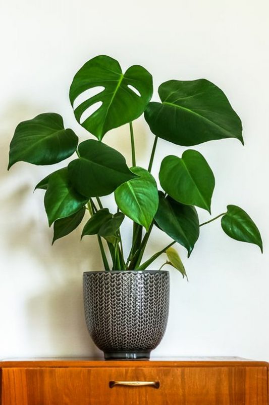 نبات مونستيرا Monstera