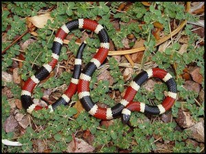 11-coral-snake