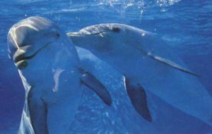 12-dolphin