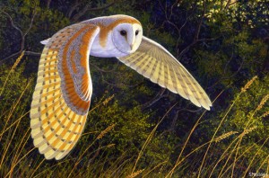 1510515_barn_owl_large