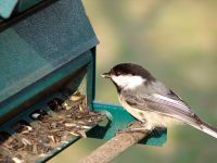 200px-Chickadee-Eating-7880