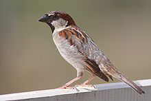 220px-House_Sparrow_mar08