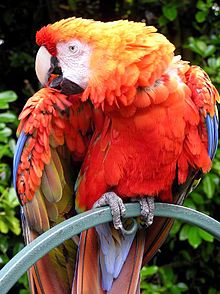 220px-Parrot.red.macaw.1.arp.750pix