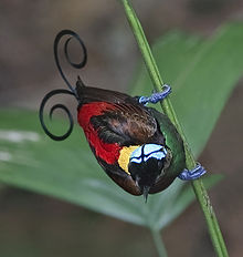 220px-Wilson's_Bird_of_Paradise