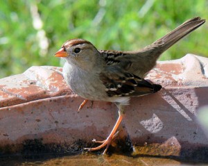 550px-Immature-White-Crowned-Sparrow-3918