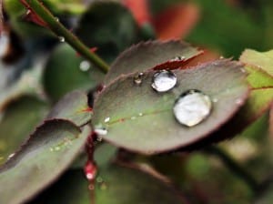 550px-Waterroseleaf