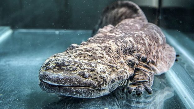 حيوان السلمندر الصيني (Chinese Giant Salamander )