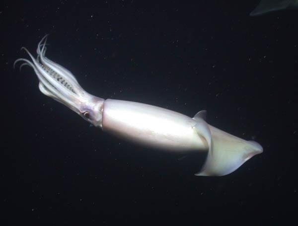 الحبار الهائل ( colossal squid )