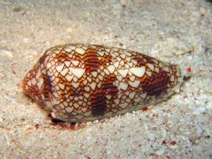7-cone-snail