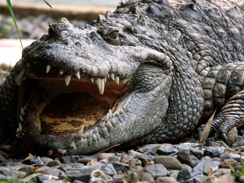 تمساح الماء المالح (Saltwater Crocodile )