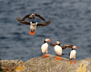 Atlantic Puffin7