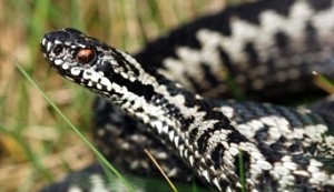 C0067276_adder_342x198