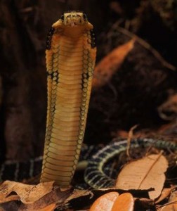 Close-up-of-a-juvenile-king-cobra