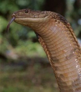 Close-up-of-a-king-cobra
