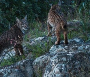 Female-Iberian-lynx-with-juvenile-female-Iberian-lynx-climbing-rock