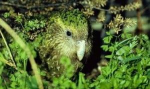 Female-kakapo