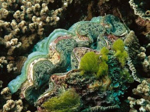 Four-Fantastic-Reef-Creatures-Clam1