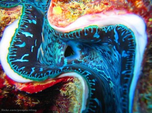 Four-Fantastic-Reef-Creatures-Clam5