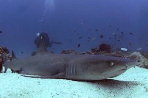 Four-Fantastic-Reef-Creatures-Shark2