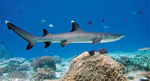 Four-Fantastic-Reef-Creatures-Shark4