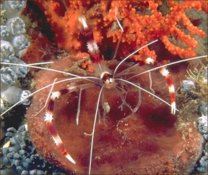 Four-Fantastic-Reef-Creatures-Shrimp2