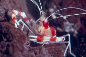 Four-Fantastic-Reef-Creatures-Shrimp3