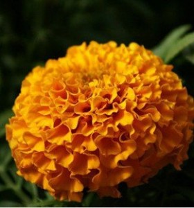 Free-shipping-Flower-seed-marigold-seed-Cao-Furong-cellular-Chrysanthemum