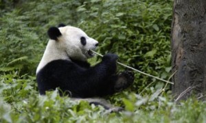 Giant_Panda_Why_They_Matter_image_(c)_Bernard_De_Wetter_WWF_Canon