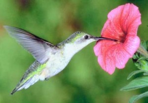 Hummingbird