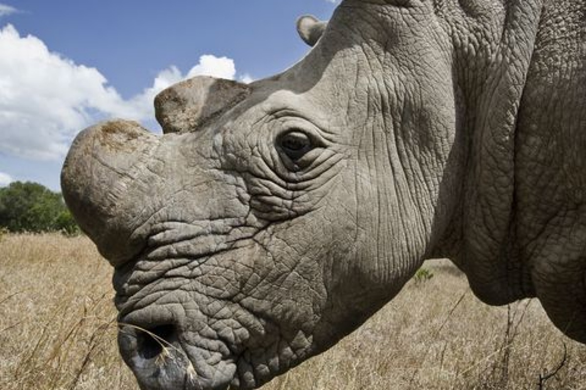 وحيد القرن الابيض