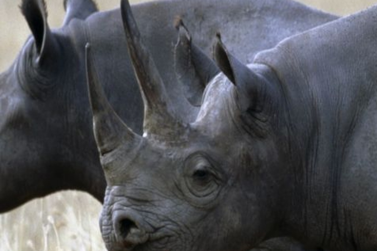 وحيد القرن الأسود من حيوانات المنقرضة