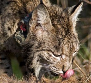 Iberian-lynx-fitted-with-radiocollar-feeding-on-red-deer-carcass
