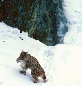 Iberian-lynx-with-prey