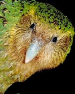 Kakapo-head-detail