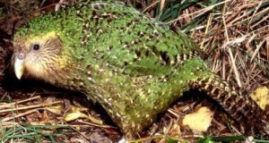 Kakapo-in-habitat