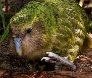 Kakapo-walking