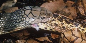 King-cobra-feeding-on-a-ratsnake