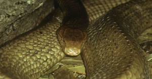 King-cobra-resting