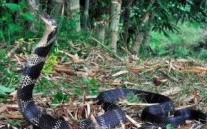 King-cobra-side-profile