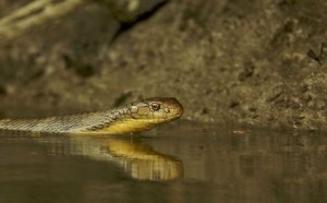 King-cobra-swimming-hunting-other-snakes-along-the-edge-of-a-mangrove-river