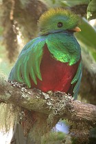 ResplendentQuetzal