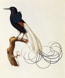 Unidentified_bird_of_paradise