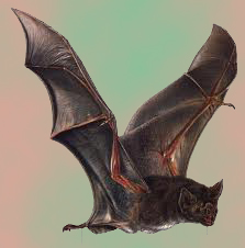 Vampire-Bat