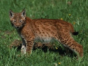 Young-Iberian-lynx